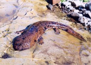オオサンショウウオ