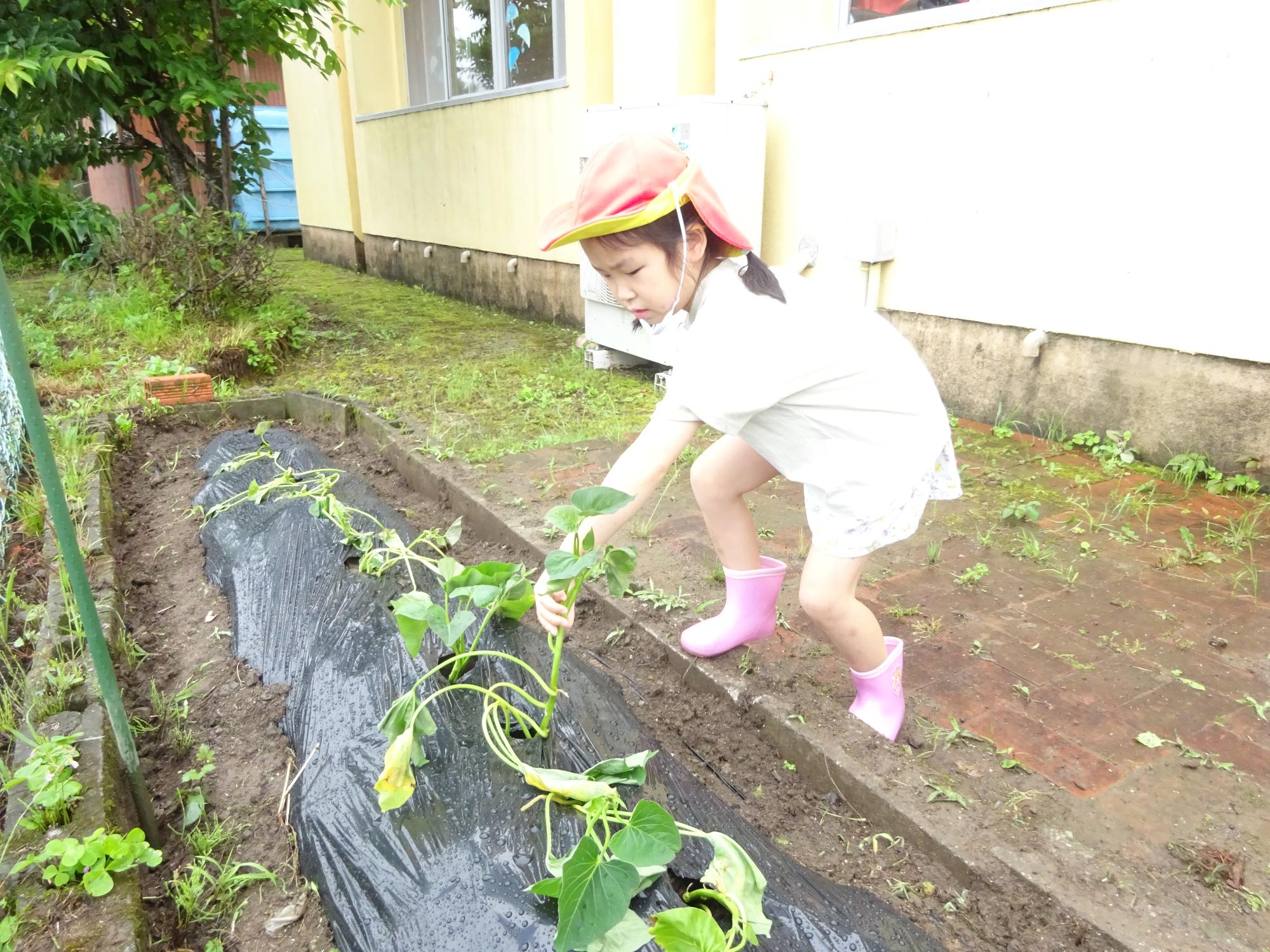 さつま芋の苗植えに苦戦する女の子