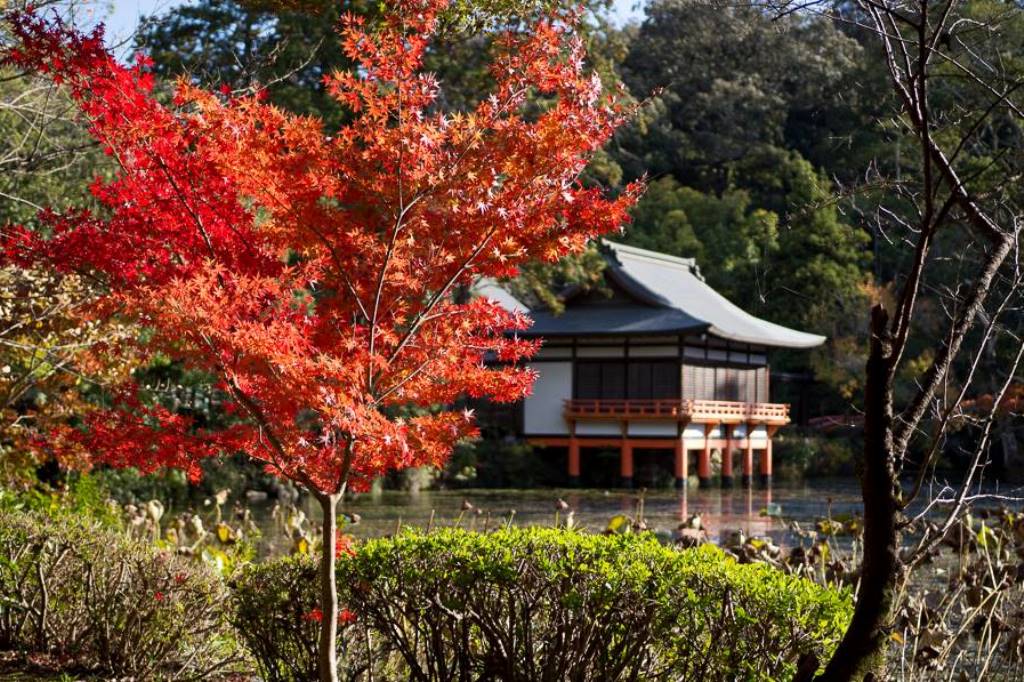 神宮紅葉