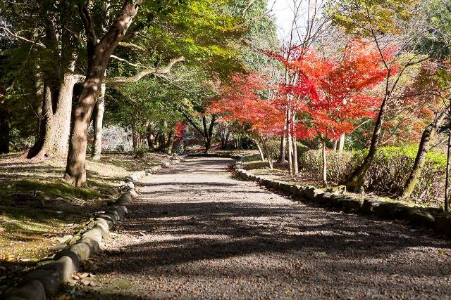 紅葉