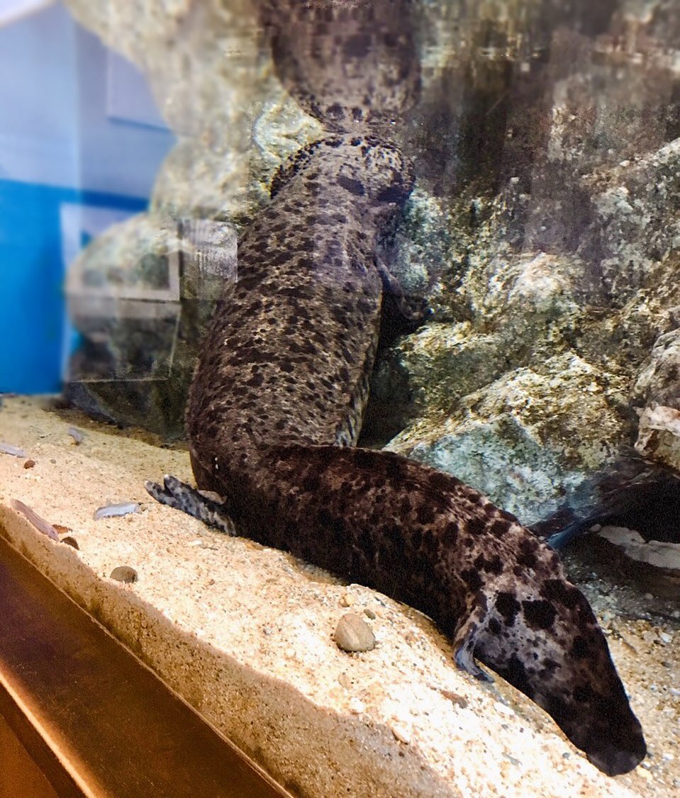 道の駅いんないのオオサンショウウオ