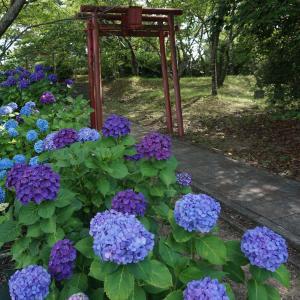 響山公園のアジサイ