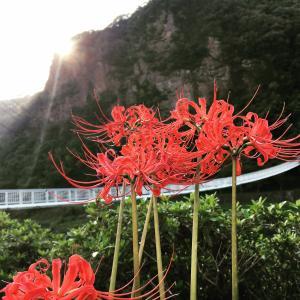 鷹栖つり橋公園の彼岸花