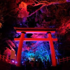 宇佐神宮 光の祭