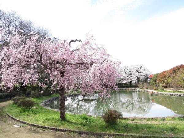 しだれ桜