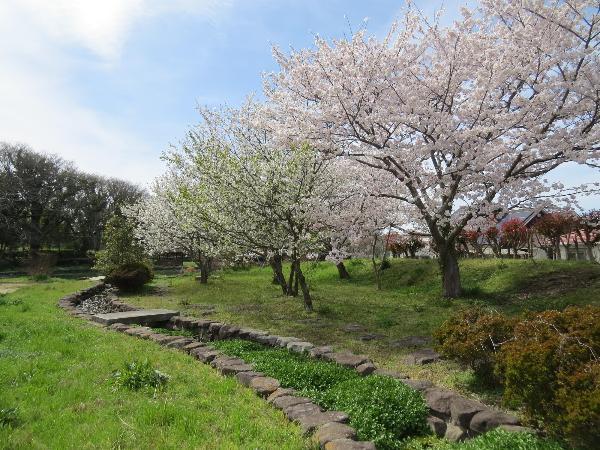 桜