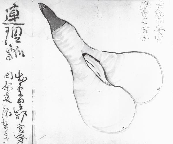 「蓑虫山人絵日記」に描かれた連理瓢