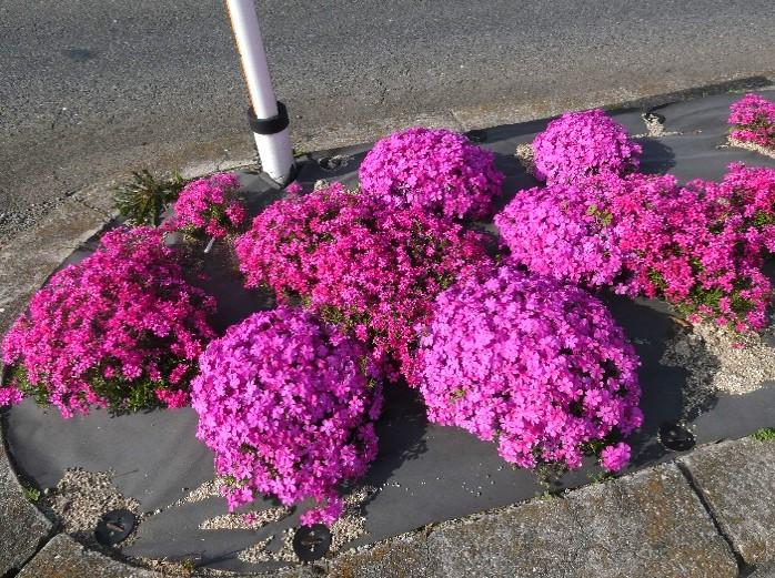 芝桜