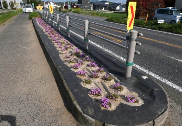 芝桜
