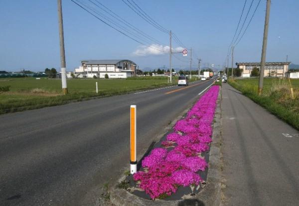 芝桜