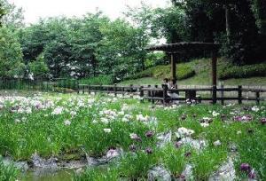 大阪経済法科大学のハナショウブ