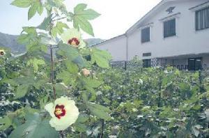 歴史民俗資料館の「綿の花」