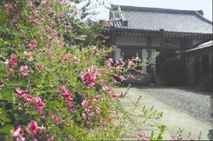 善良寺のハギ