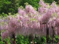 藤公園