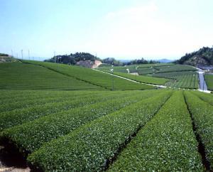 月ヶ瀬の茶畑:提供 奈良市観光協会