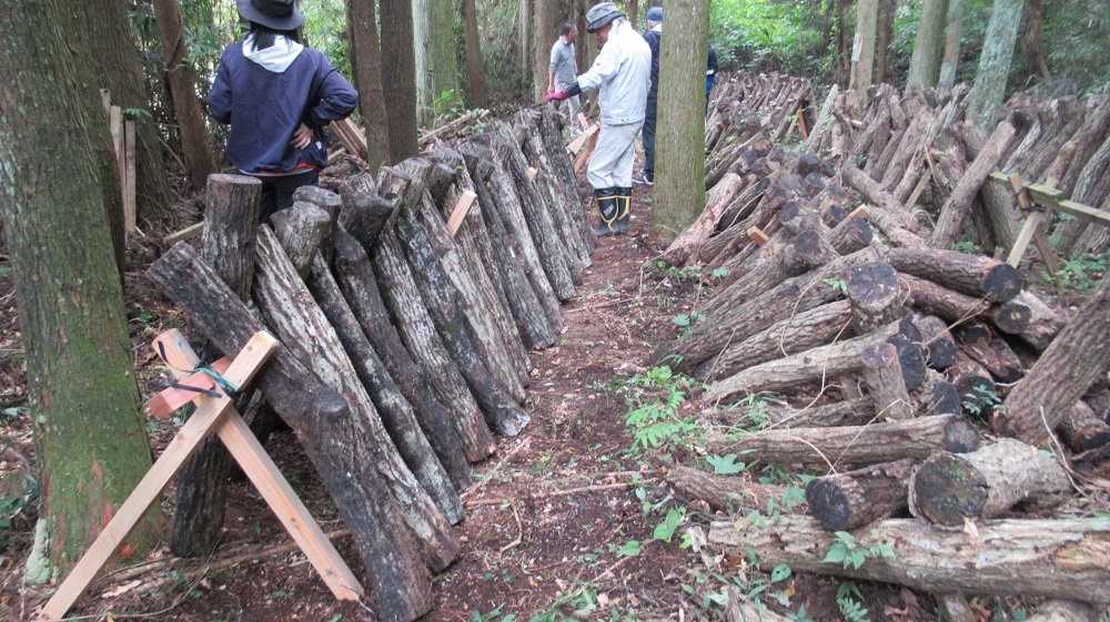 中部小椎茸ほだ木おこし ほだ場の様子