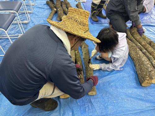 2025中部小児童椎茸駒打ち体験05