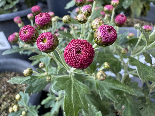 菊花展 菊のつぼみの写真