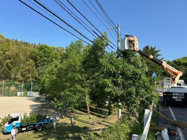北馬城小学校樹木の高所伐採作業2