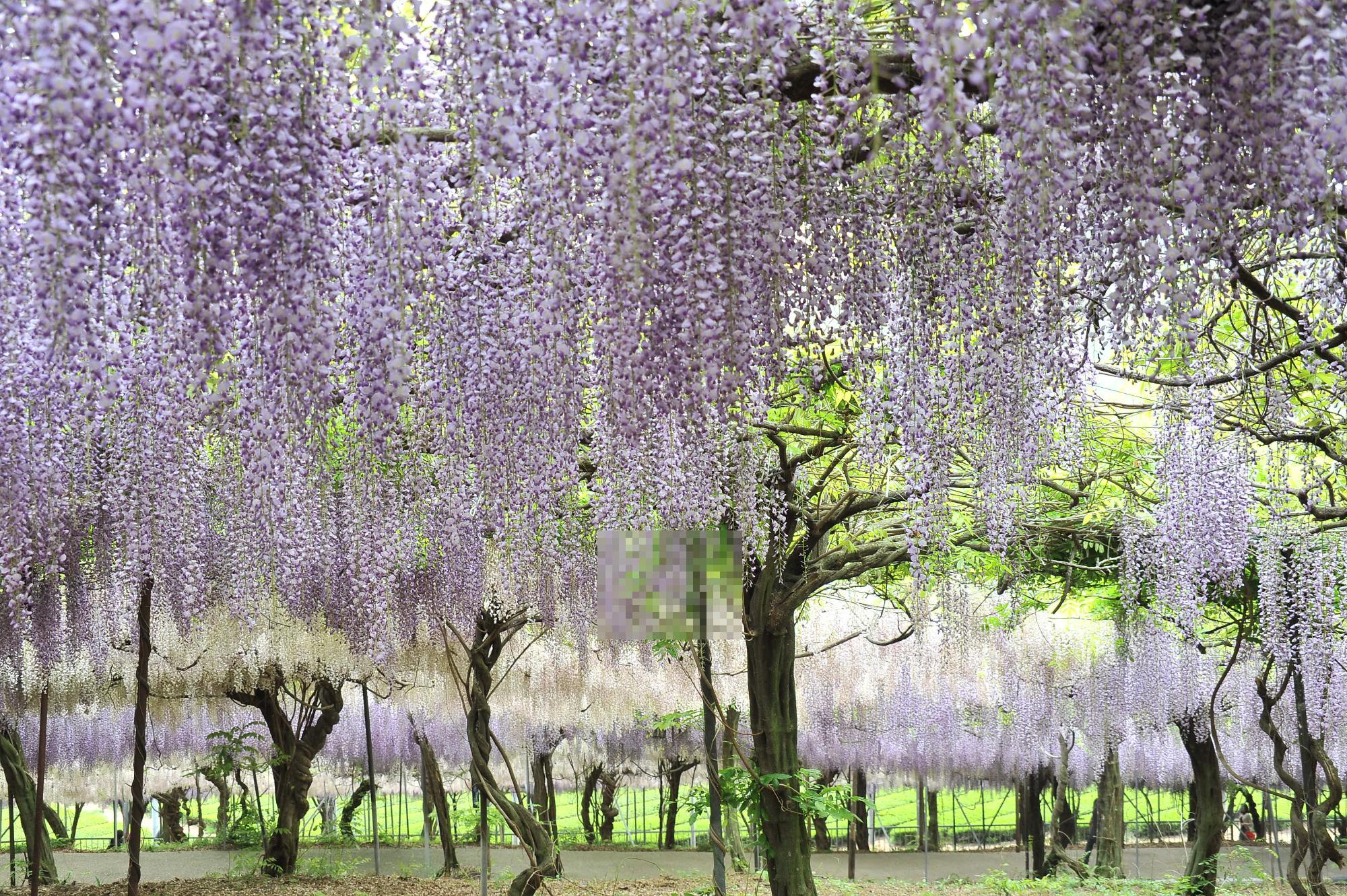 千財農園 フジの花