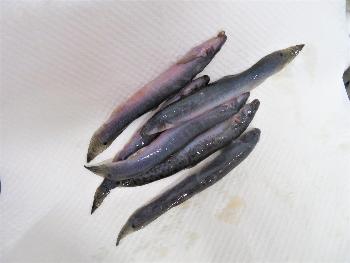 唐揚げ1