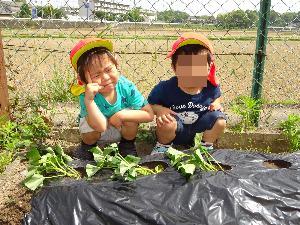 さつま芋つる植え