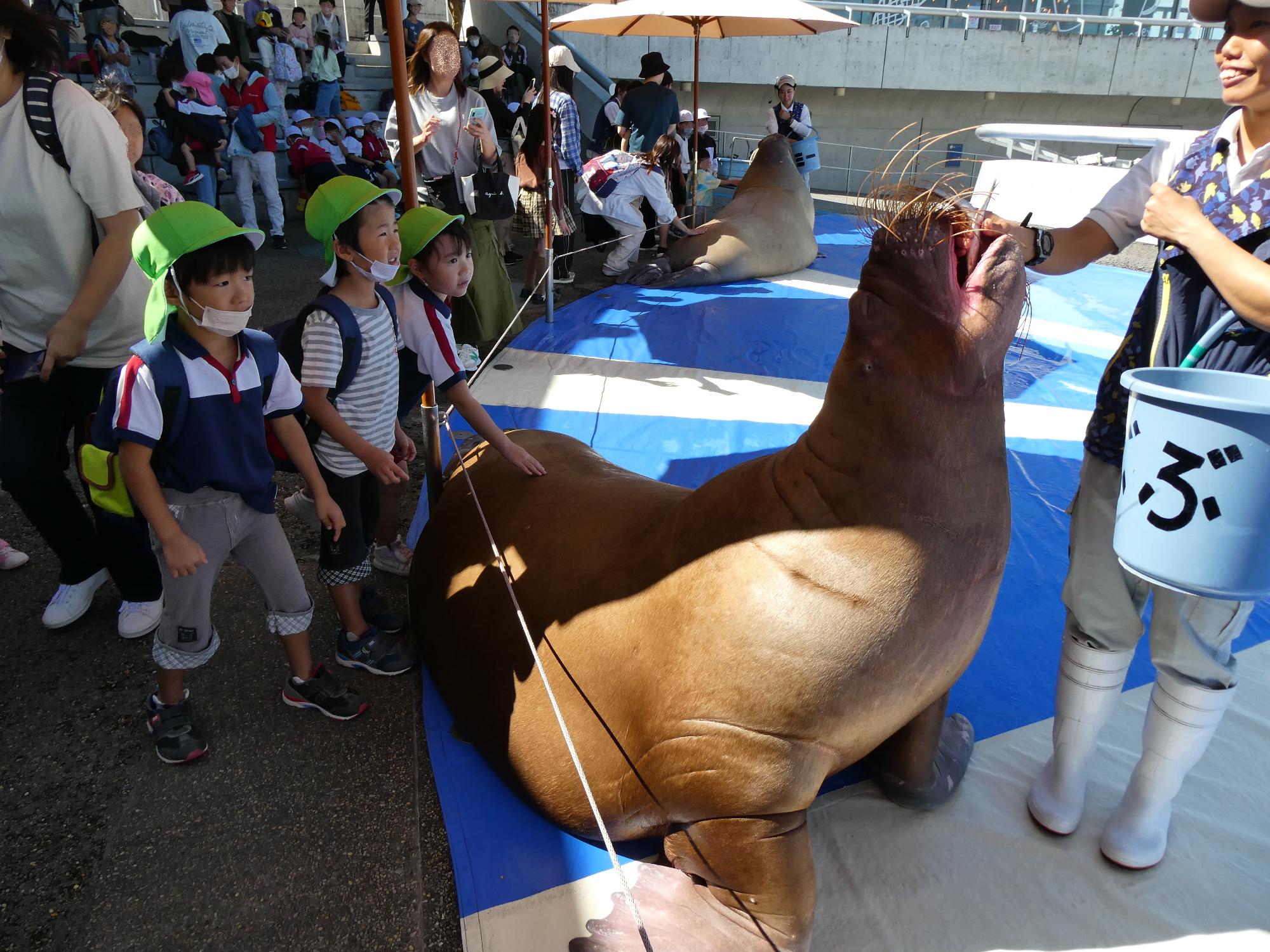 セイウチ