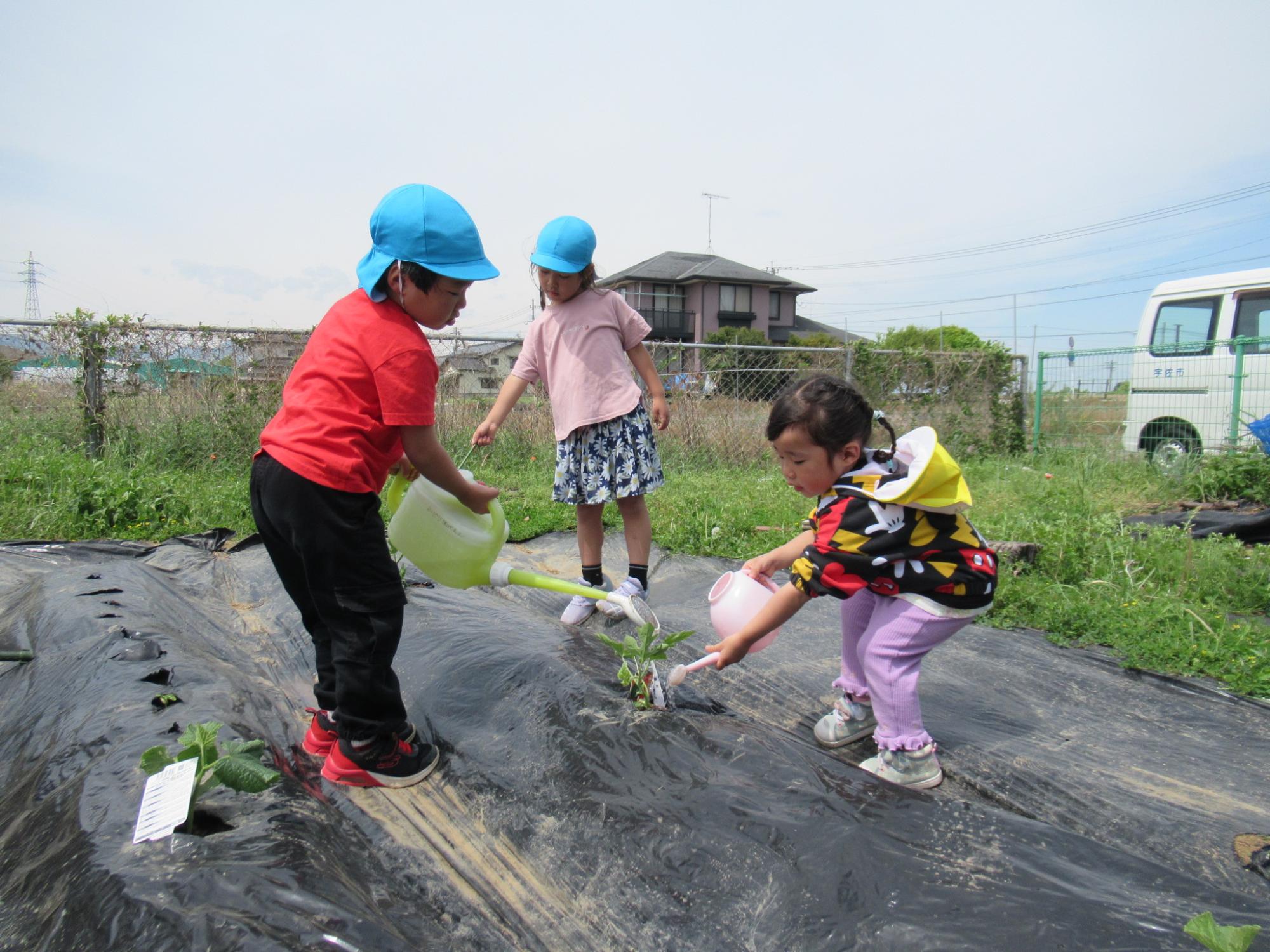 野菜の水やり