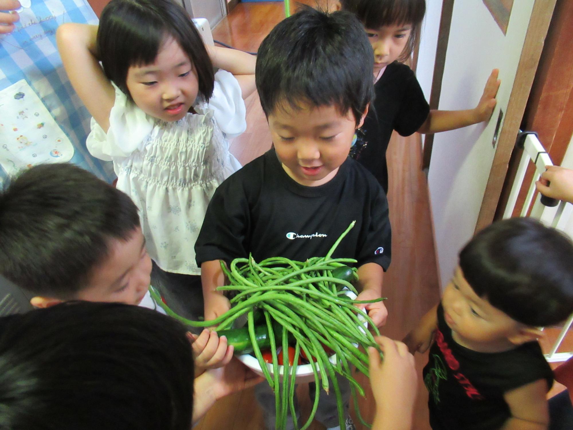 野菜の収穫