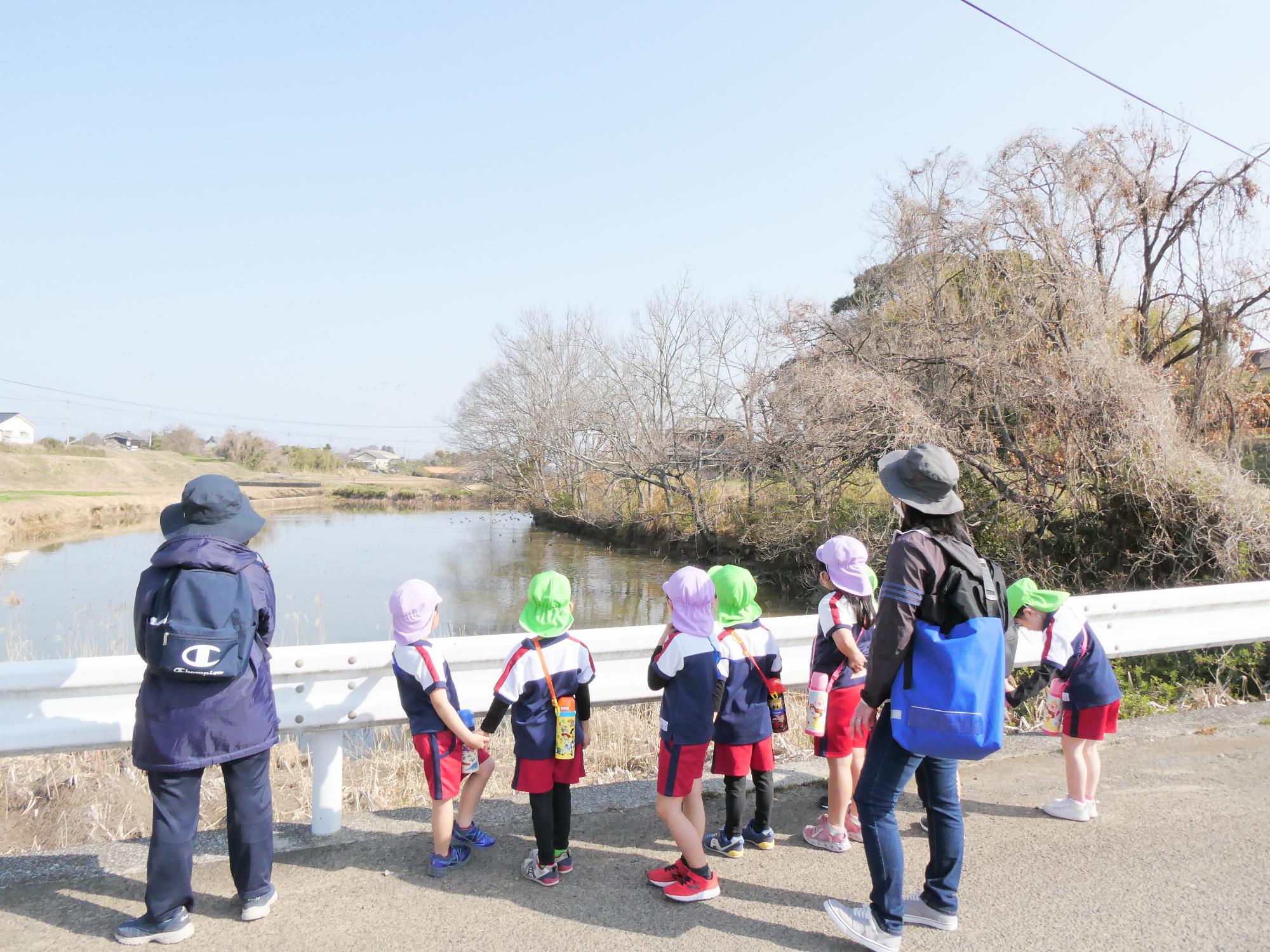 池のあひる