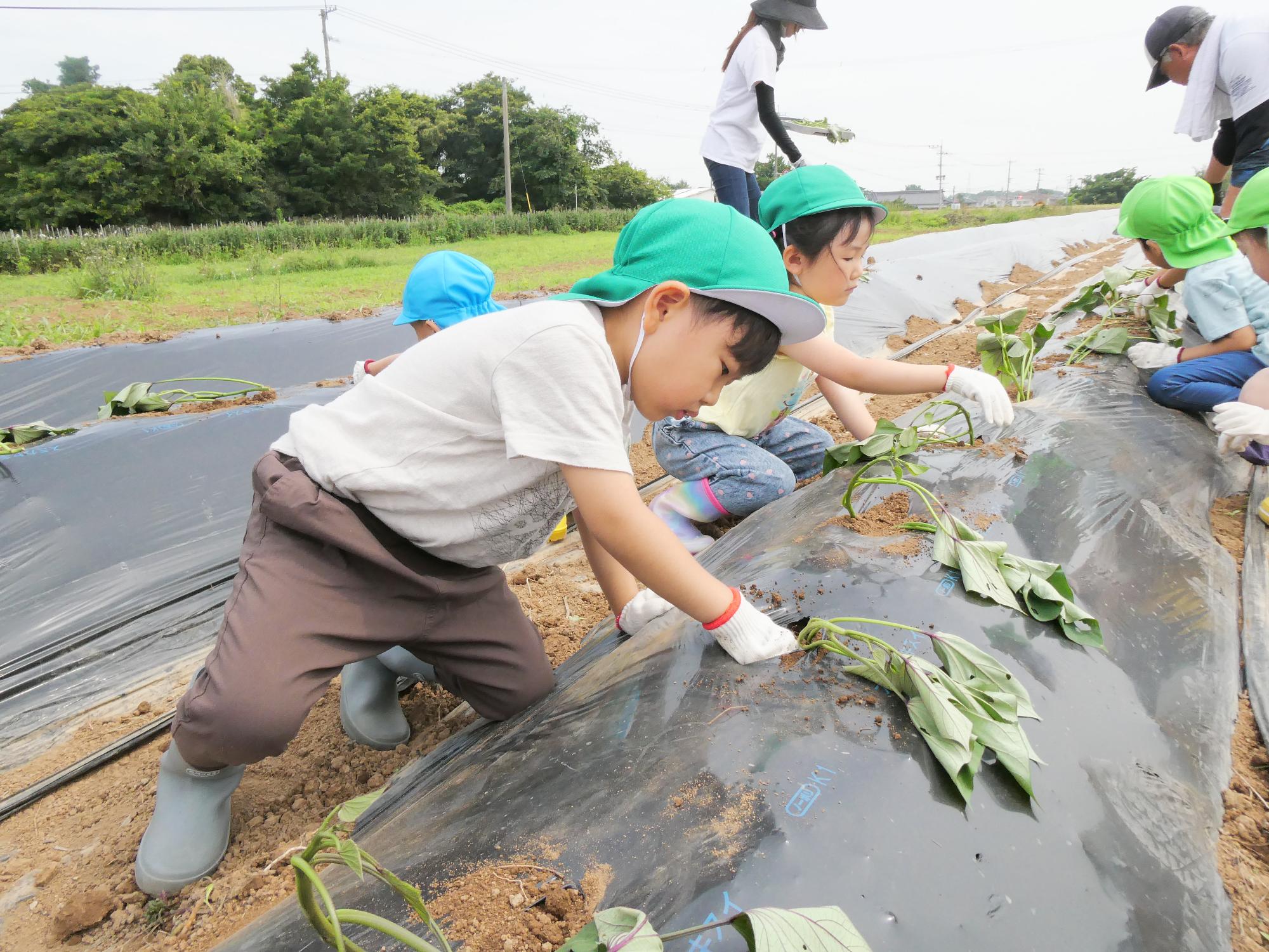 頑張って植えるぞ