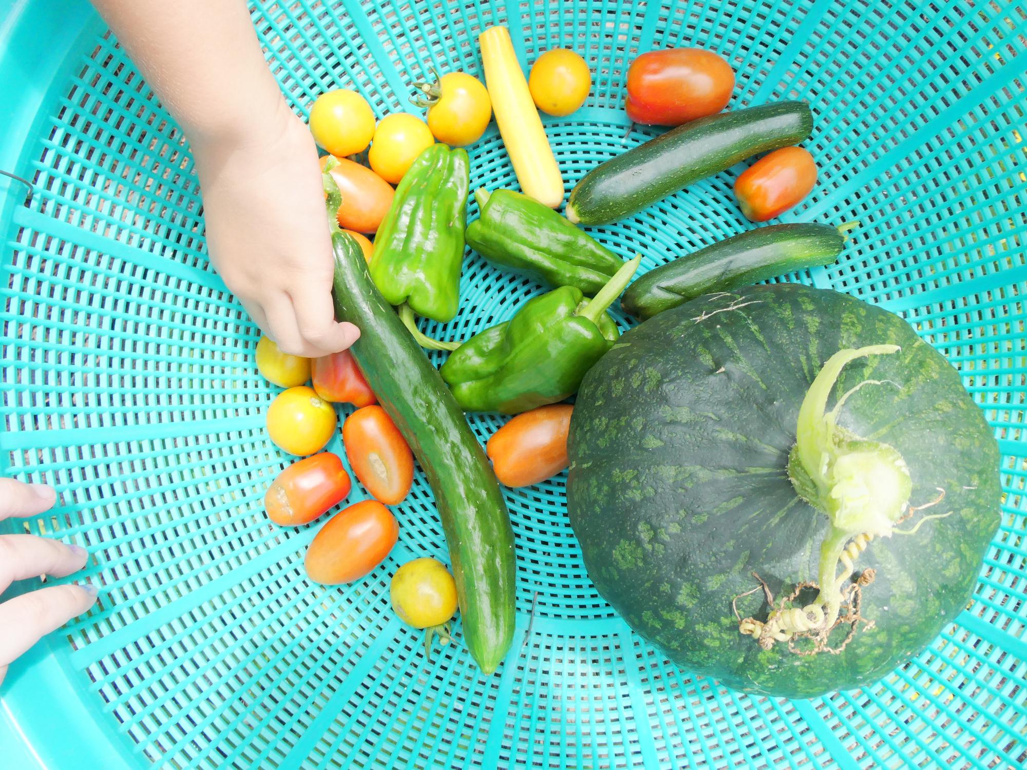 野菜収穫