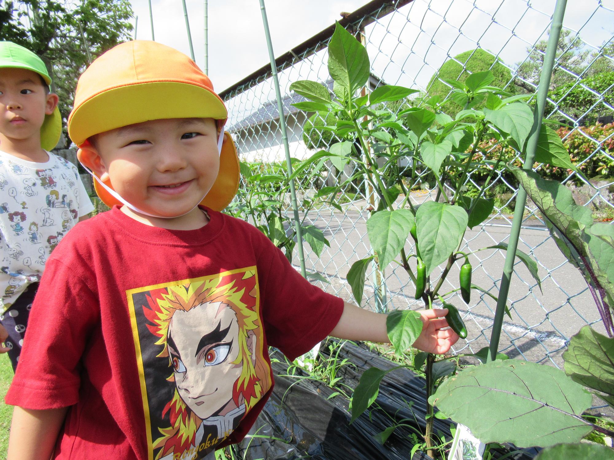 ピーマン出来たよ、初収穫野菜