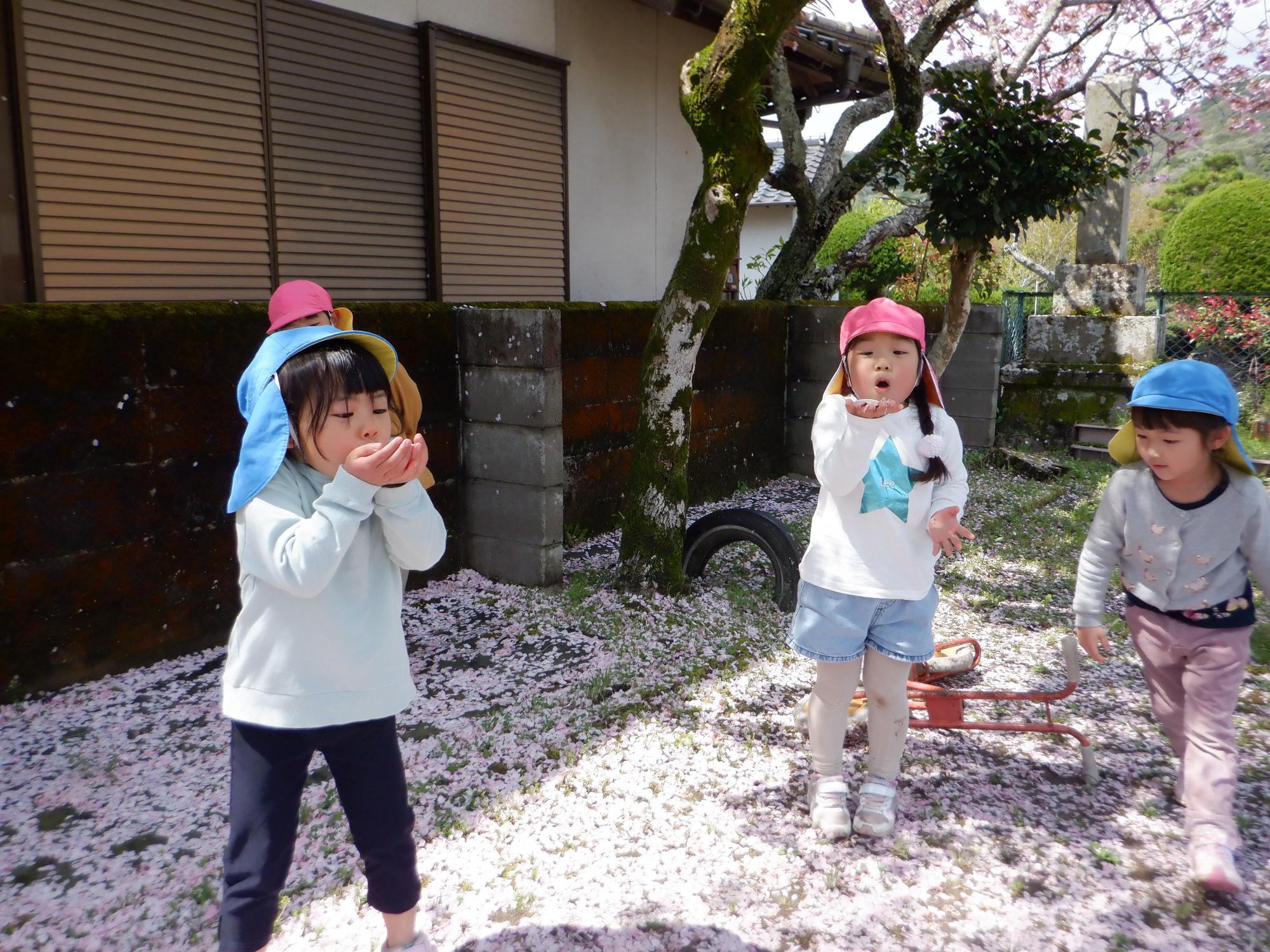 桜の花びらを手に乗せてふーと吹いている様子