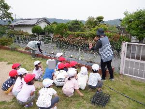 野菜植え