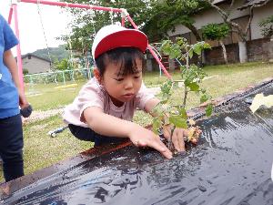 苗