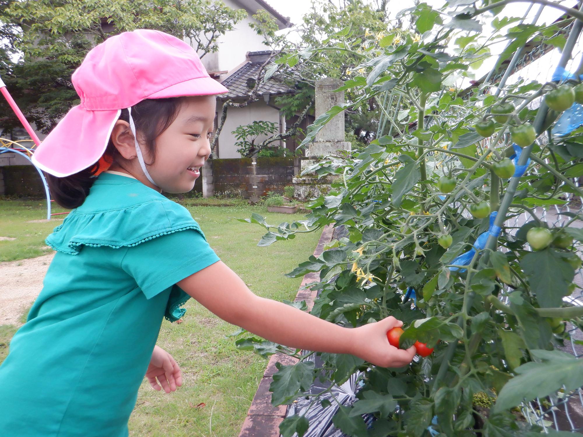 野菜の収穫・ミニトマト子ども