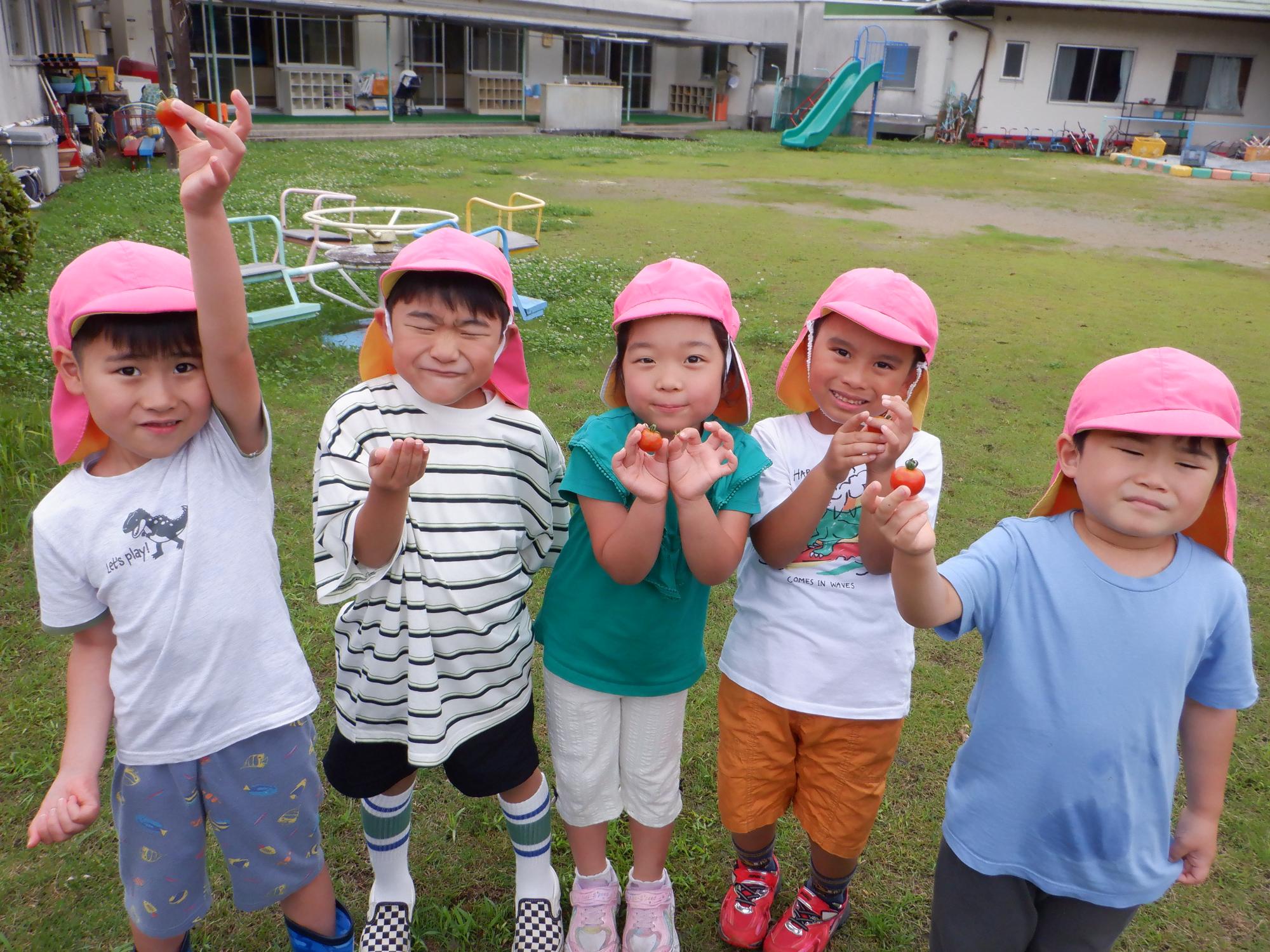 野菜の収穫・ミニトマト・子ども達