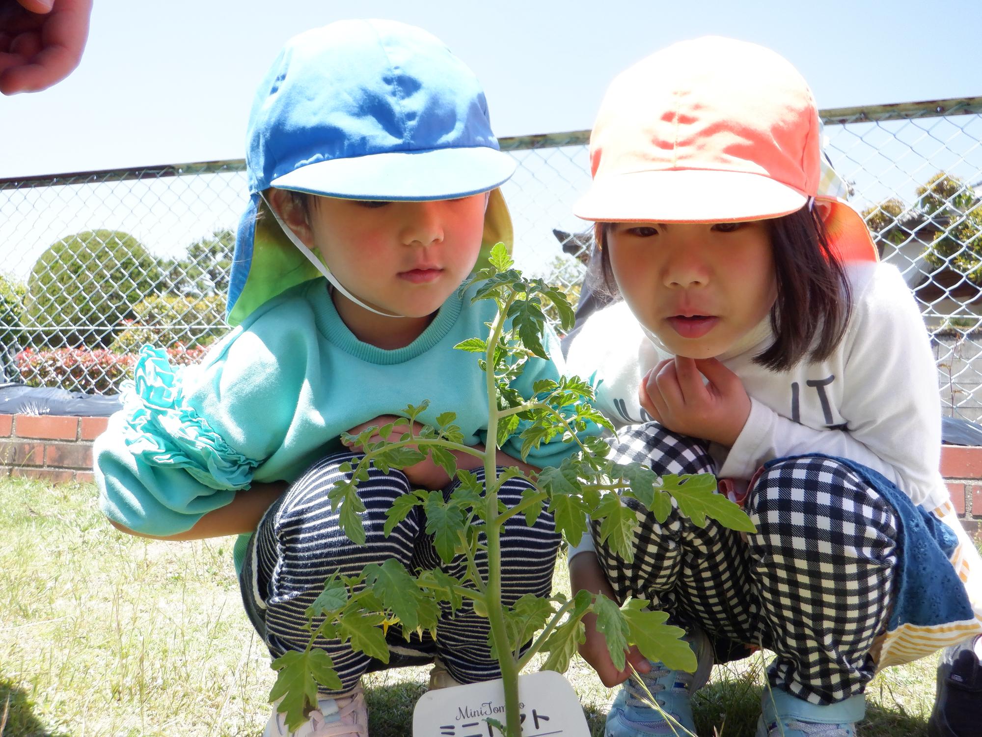 苗の観察をする子ども達