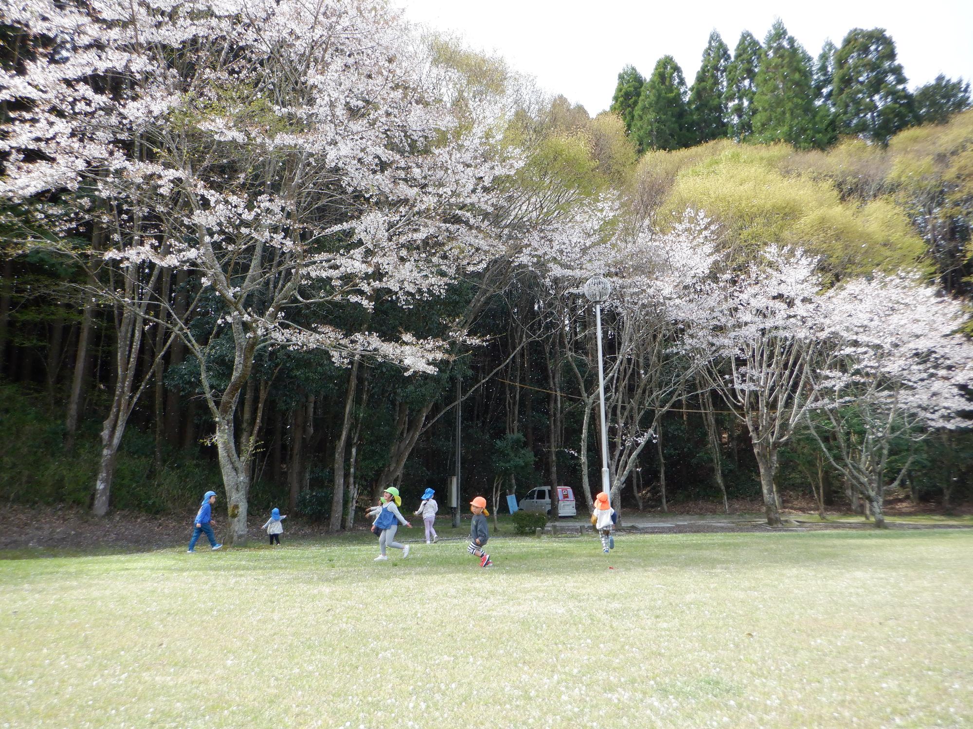 お散歩・平成の森公園・桜