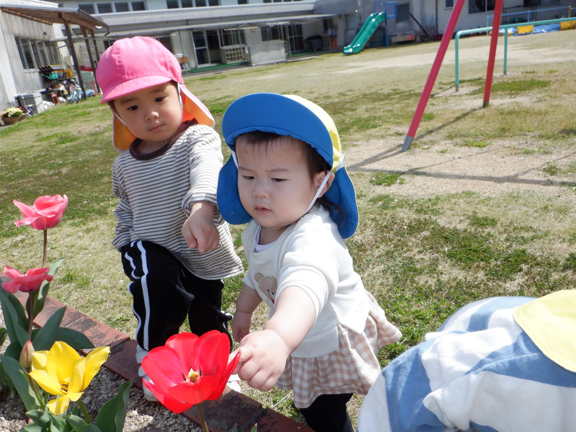 子ども・チュウーリップ・赤・黄いろ