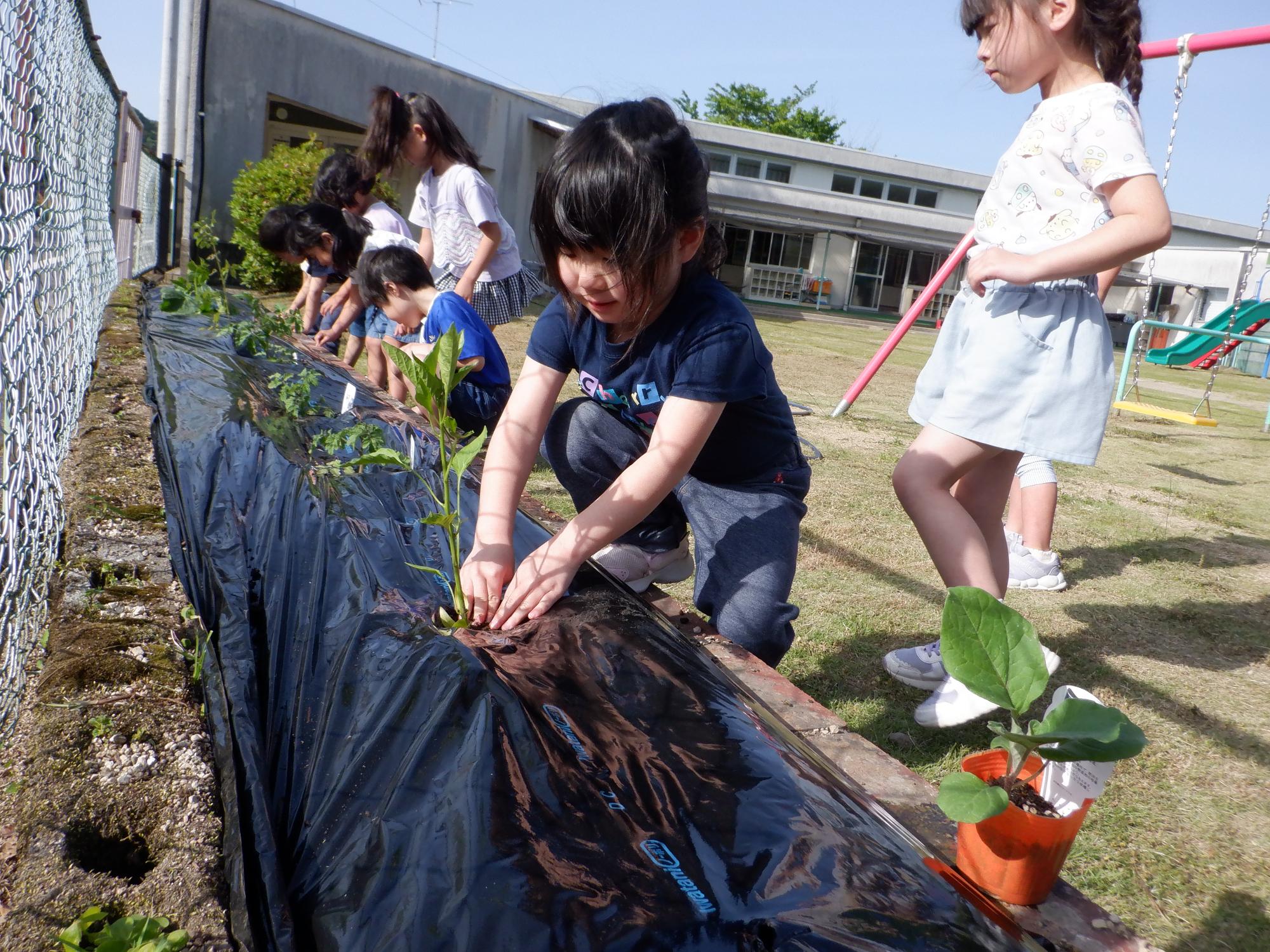 5歳児ピーマン植え付け