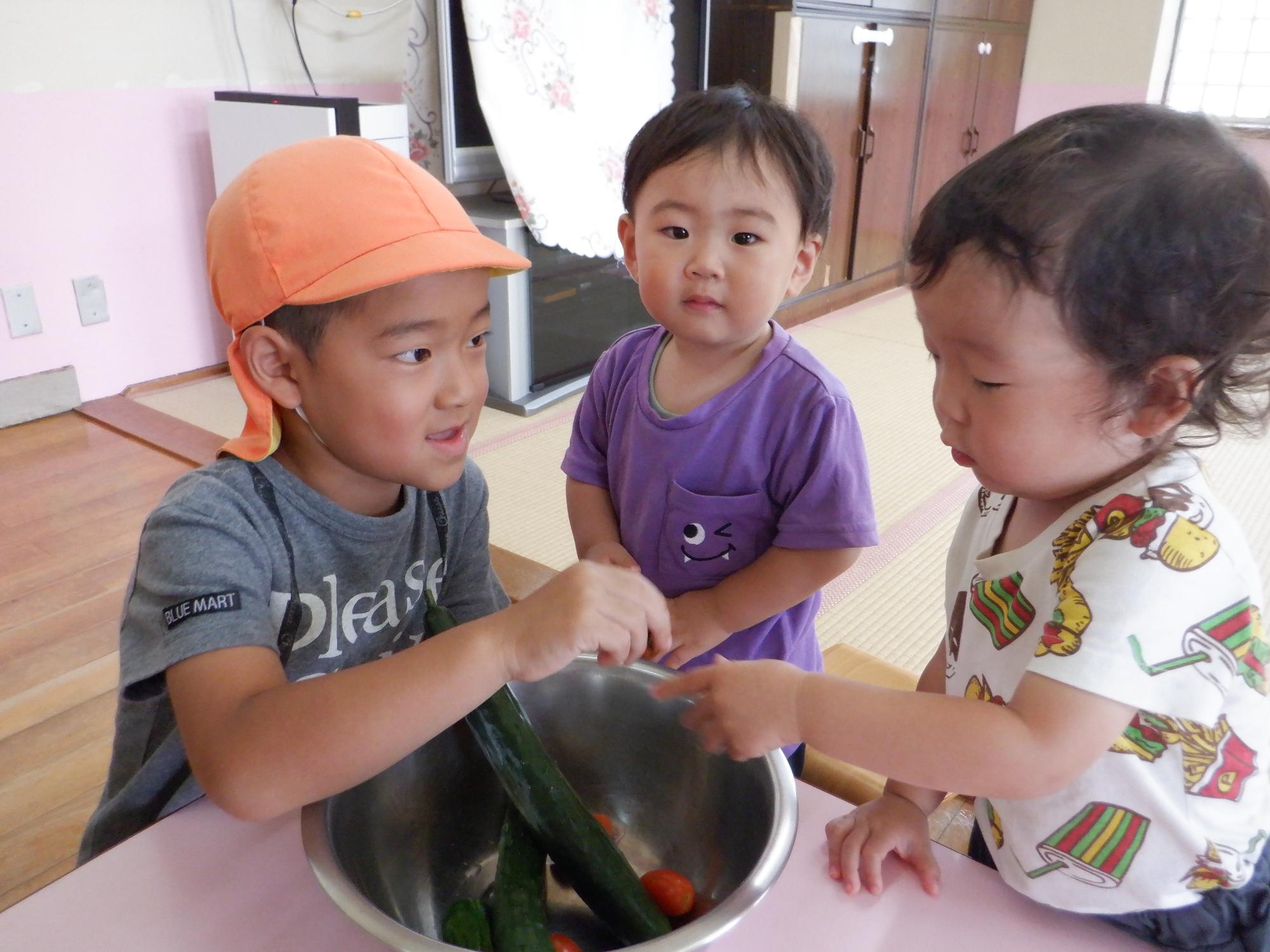 採れたて野菜を小さい子に見せる、キュウリとトマト、手に持たせてあげる、