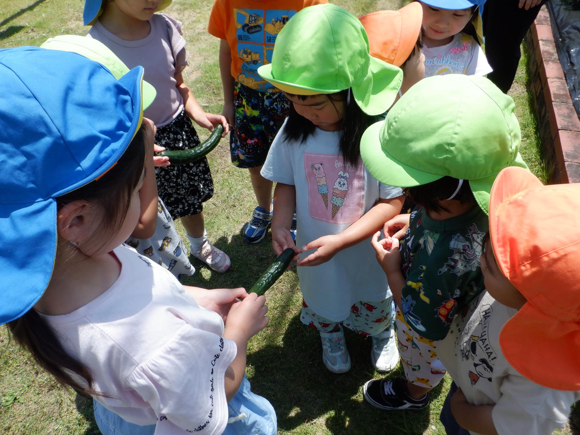キュウリ収穫をしている、キュウリをみんなで触ってみている、