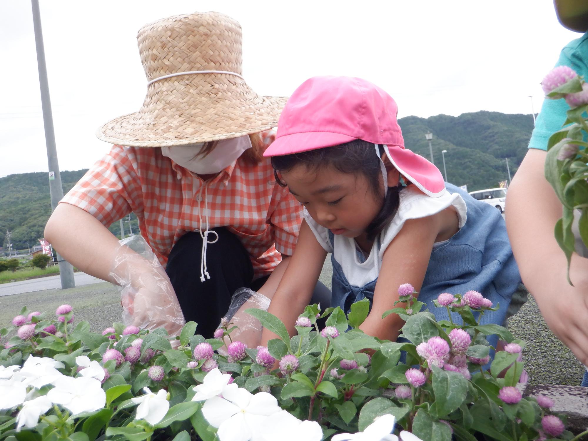 花植えを教えてもらいながらする女の子、真剣に植えてます、白い花と紫の花、