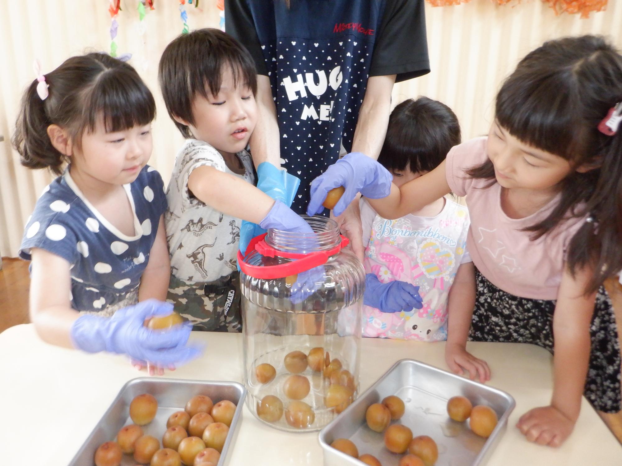 うめを瓶に入れている、大きな梅を手に取って優しく入れる子ども