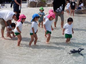 あそビーチにてペンギンと