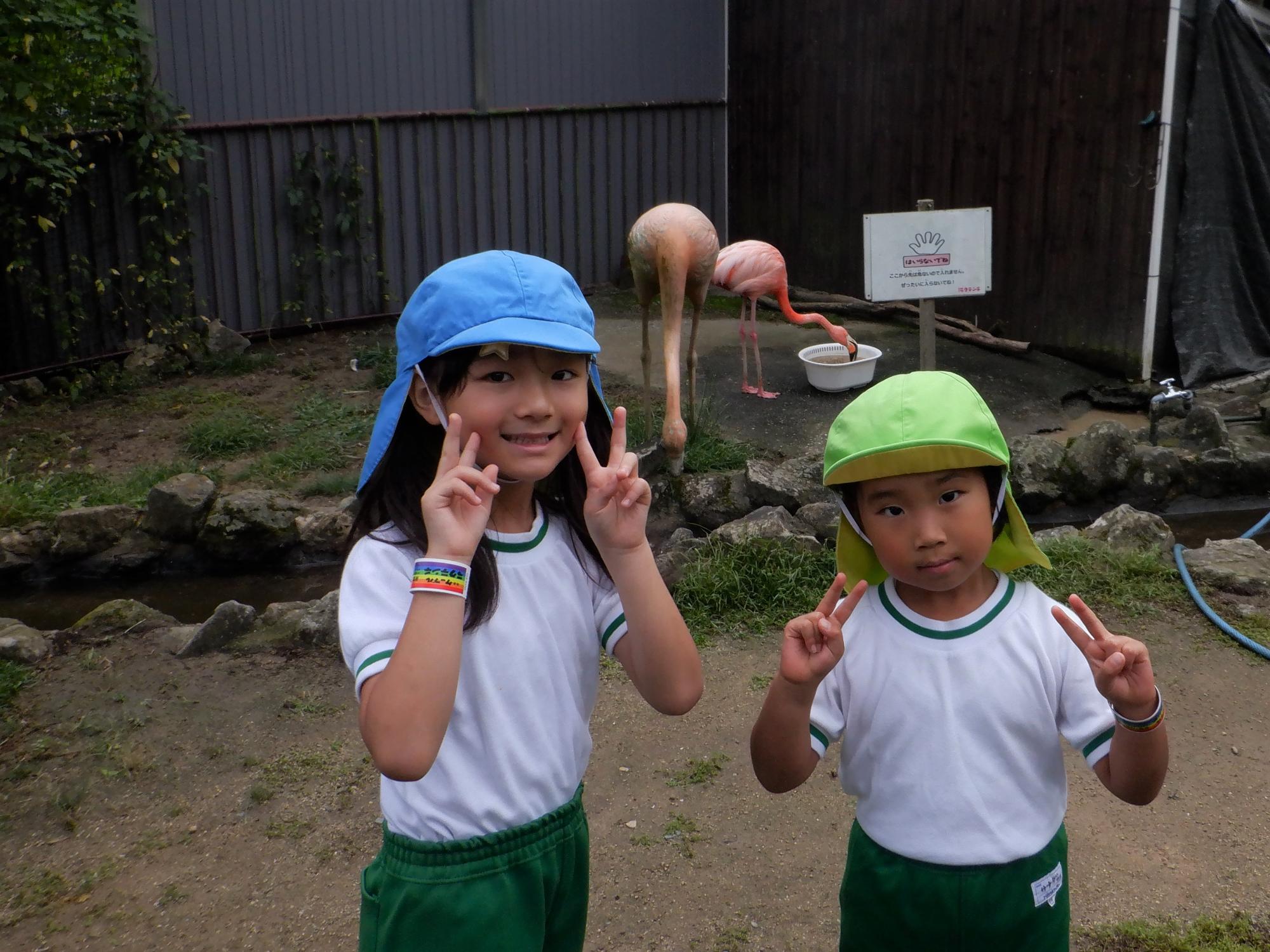きれいなフラミンゴ発見