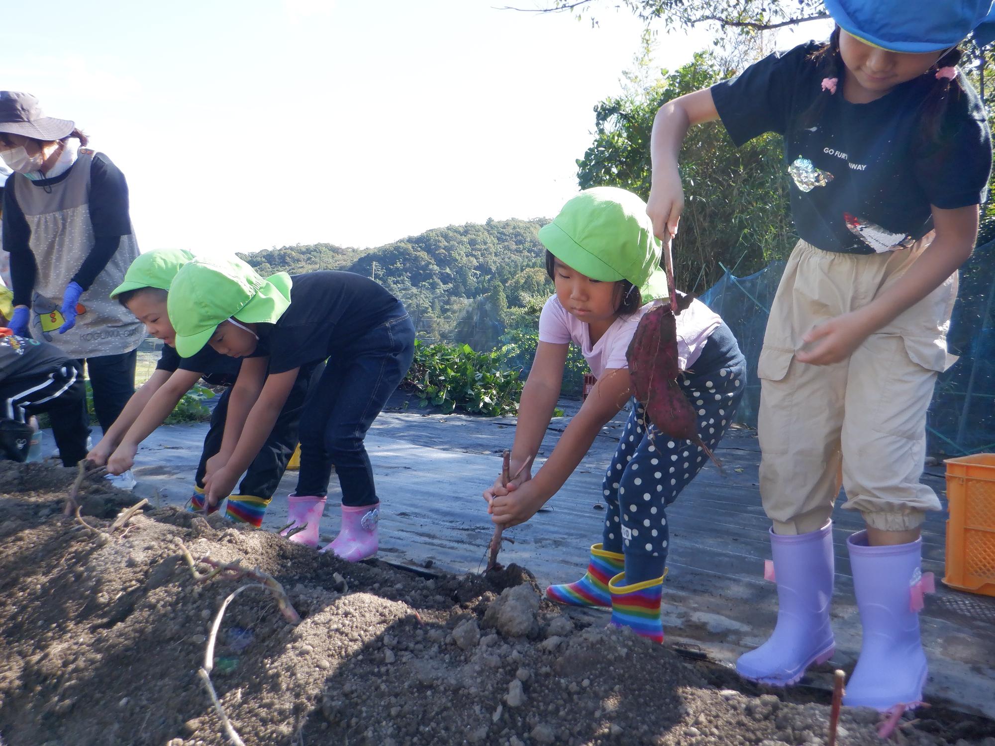 4歳児の芋ほり
