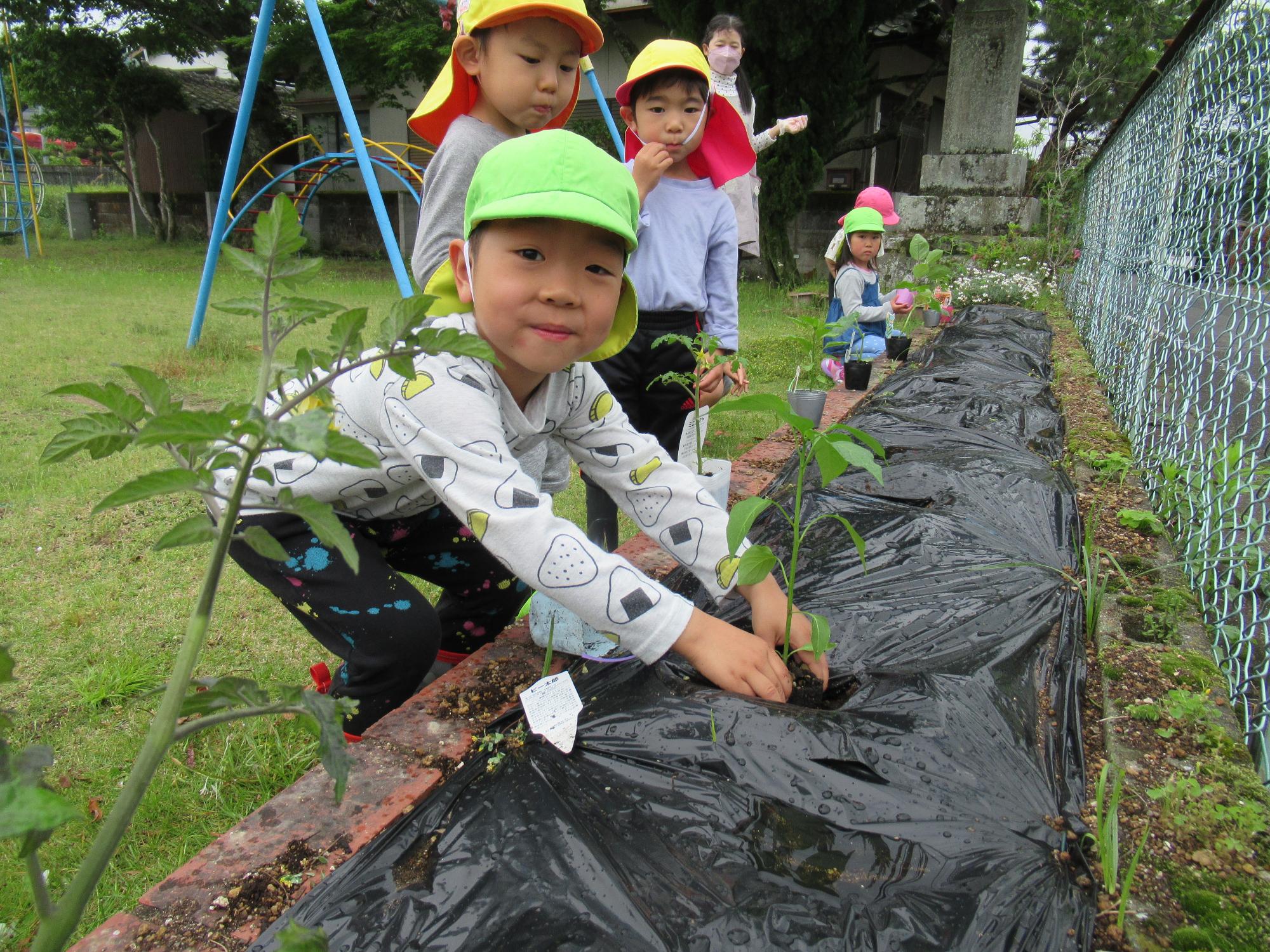 ピーマンを植える、黄緑帽子の男の子